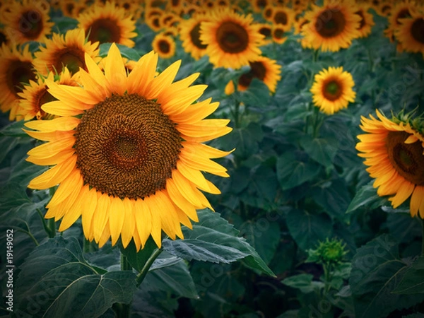 Fototapeta Sunflower close-up