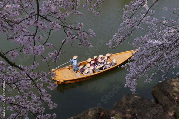 Fototapeta 桜と和船
