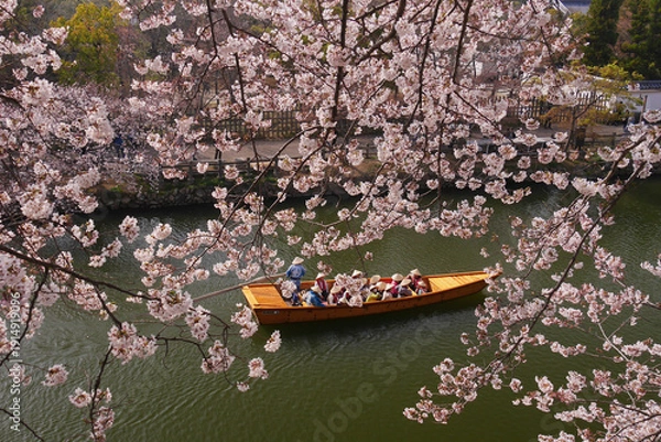 Fototapeta 桜と和船