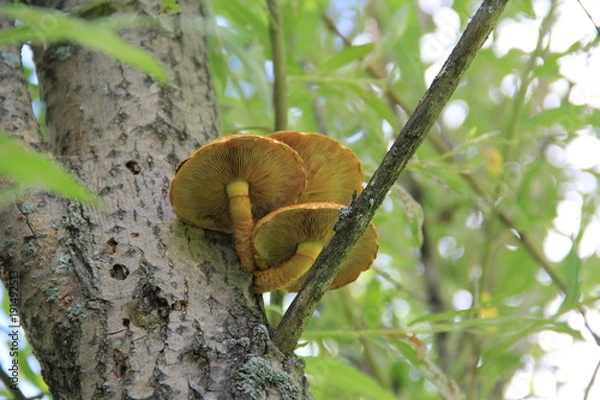 Obraz грибы на дереве