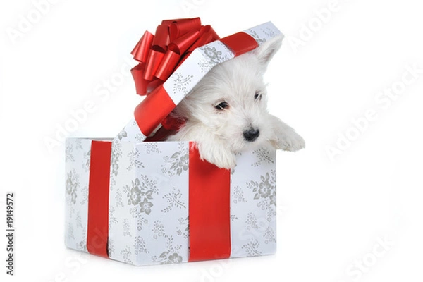 Obraz puppy in box