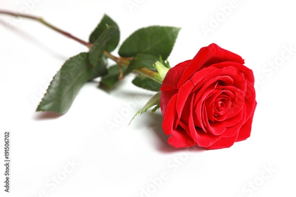 Fototapeta Rote Rosen