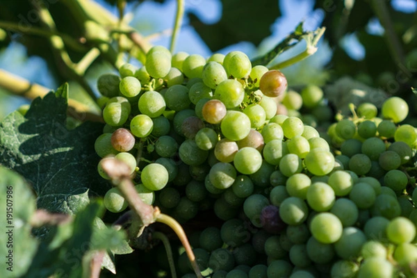 Fototapeta Weintrauben - Reebe