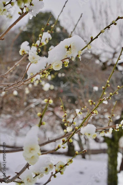 Obraz 雪が積もった梅の花 大倉山公園梅林、神奈川県横浜市