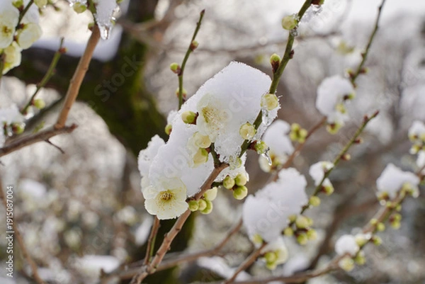 Obraz 雪が積もった梅の花 大倉山公園梅林、神奈川県横浜市
