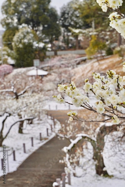 Obraz 雪が積もった梅の花 大倉山公園梅林、神奈川県横浜市