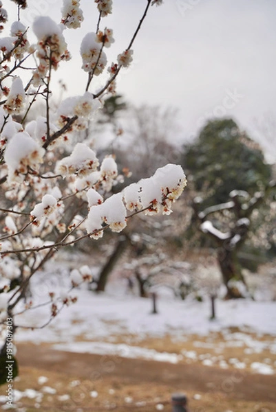 Obraz 雪が積もった梅の花 大倉山公園梅林、神奈川県横浜市