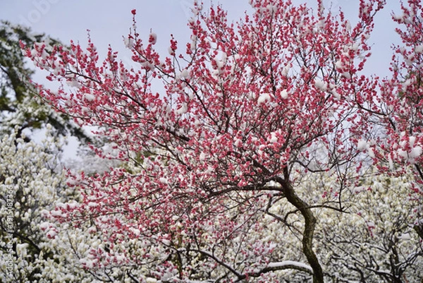 Obraz 雪が積もった梅の花 大倉山公園梅林、神奈川県横浜市