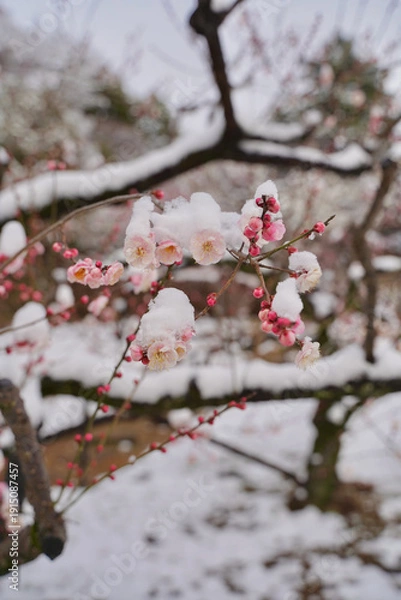 Obraz 雪が積もった梅の花 大倉山公園梅林、神奈川県横浜市