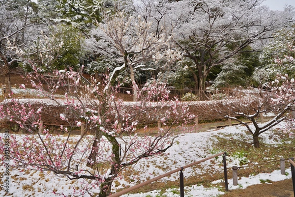 Obraz 雪が積もった梅の花 大倉山公園梅林、神奈川県横浜市