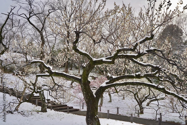 Obraz 雪が積もった梅の花 大倉山公園梅林、神奈川県横浜市