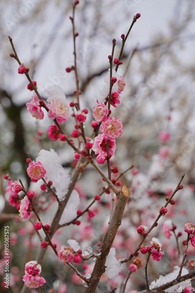 Obraz 雪が積もった梅の花 大倉山公園梅林、神奈川県横浜市