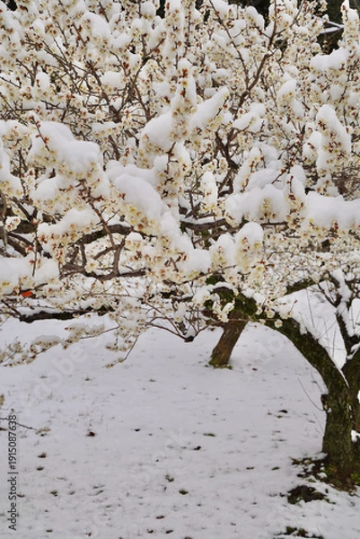 Obraz 雪が積もった梅の花 大倉山公園梅林、神奈川県横浜市