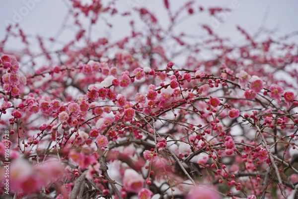 Obraz 雪が積もった梅の花 大倉山公園梅林、神奈川県横浜市