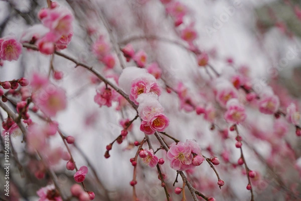 Obraz 雪が積もった梅の花 大倉山公園梅林、神奈川県横浜市
