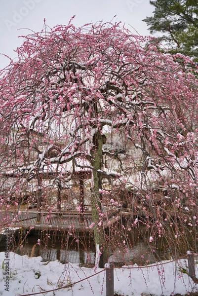 Obraz 雪が積もった梅の花 大倉山公園梅林、神奈川県横浜市