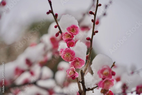 Obraz 雪が積もった梅の花 大倉山公園梅林、神奈川県横浜市
