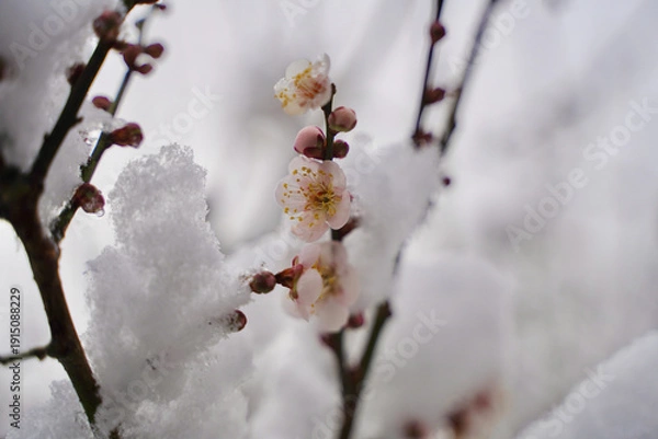 Obraz 雪が積もった梅の花 大倉山公園梅林、神奈川県横浜市