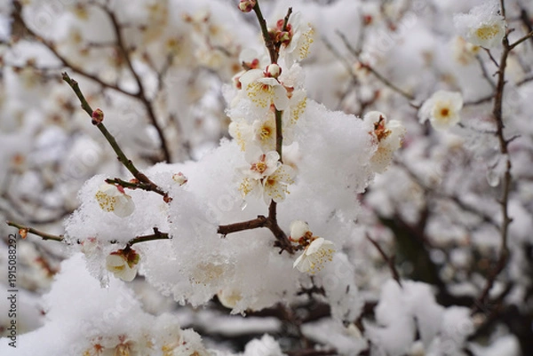 Obraz 雪が積もった梅の花 大倉山公園梅林、神奈川県横浜市