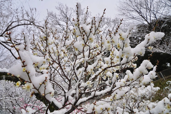 Obraz 雪が積もった梅の花 大倉山公園梅林、神奈川県横浜市