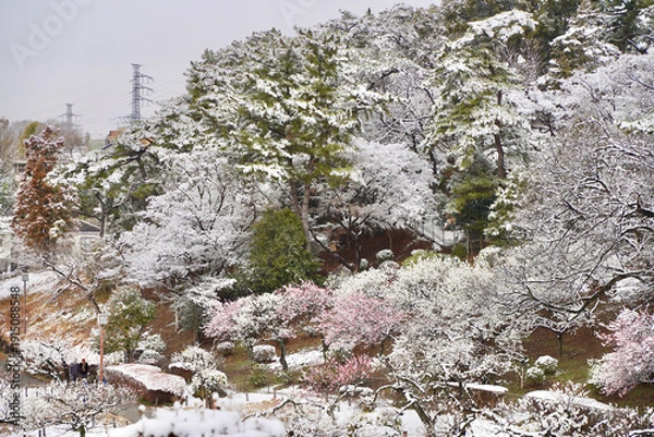 Obraz 雪が積もった梅の花 大倉山公園梅林、神奈川県横浜市