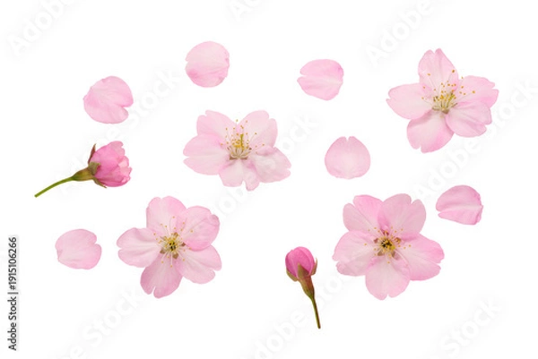 Obraz サクラの花の素材