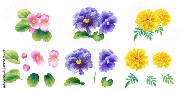 Obraz 春の花苗３種（ベゴニア、パンジーマリーゴールド）の水彩イラストセット