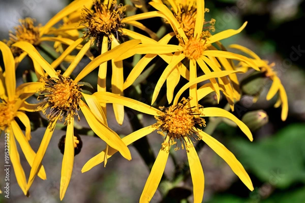 Obraz 御坂山地の黒岳　キク科　マルバダケブキ
