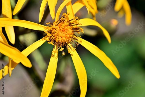 Obraz 御坂山地の黒岳　キク科　マルバダケブキの黄色の花
