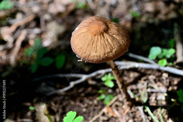 Obraz 御坂山地の黒岳　ムジナタケ
