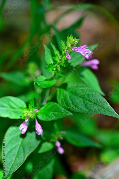 Obraz 御坂山地の府駒山　ママコナ
