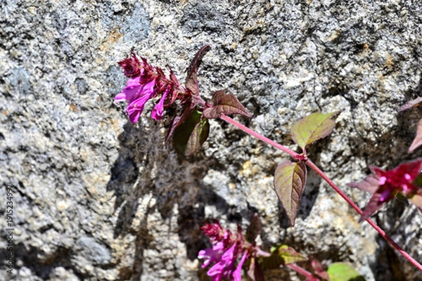Obraz 御坂山地の釈迦ヶ岳に咲く　ママコナ
