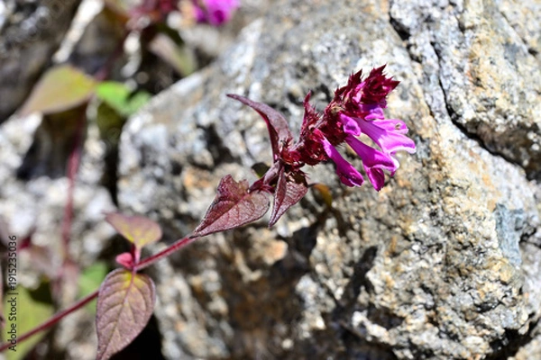 Obraz 御坂山地の釈迦ヶ岳に咲く　ママコナ
