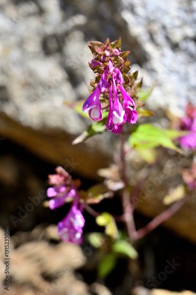 Obraz 御坂山地の釈迦ヶ岳に咲く　ママコナ
