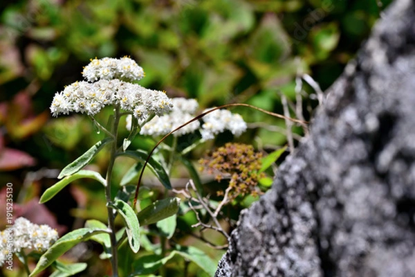 Obraz 御坂山地の釈迦ヶ岳に咲く　ヤマハハコ
