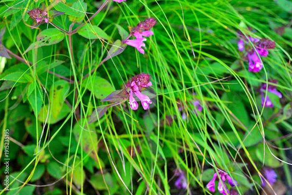 Obraz 御坂山地の釈迦ヶ岳に咲く　ママコナ

