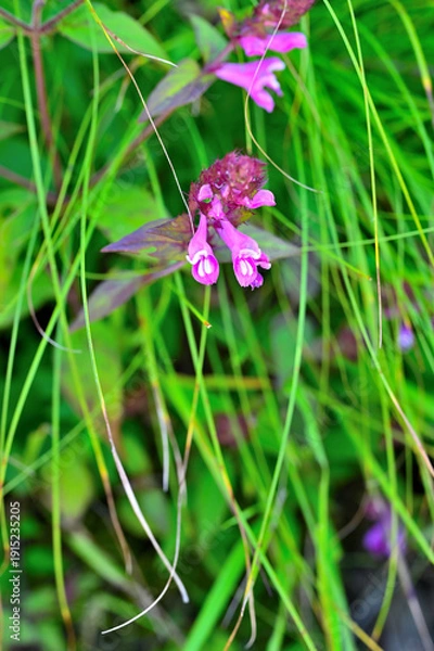 Obraz 御坂山地の釈迦ヶ岳に咲く　ママコナ
