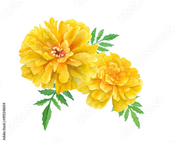 Obraz 黄色いマリーゴールドの水彩イラスト　春の花苗