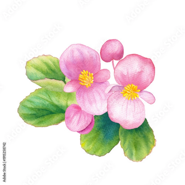 Obraz ピンク色のベゴニアの水彩イラスト　春の花苗