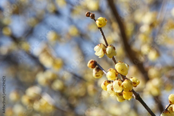Obraz ロウバイの花