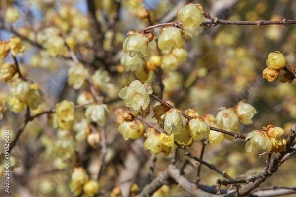 Obraz 蝋梅の花びら