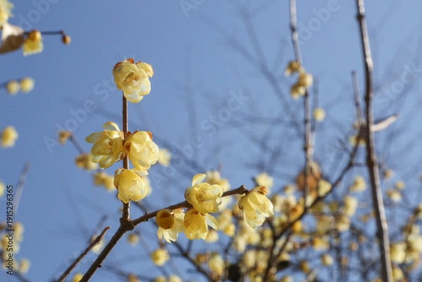 Obraz 青空とロウバイ