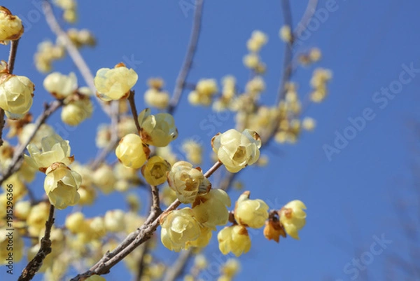 Obraz 蝋梅と青空