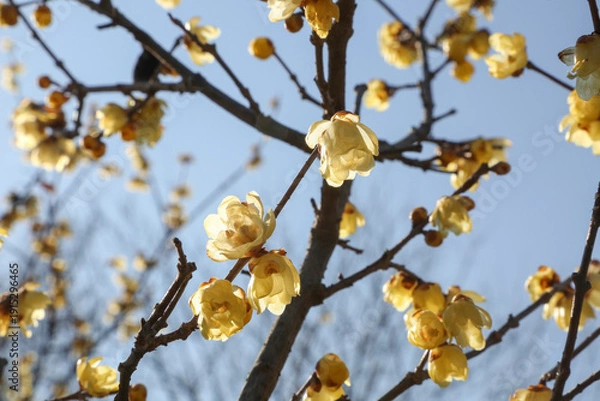 Obraz 晴天とロウバイ