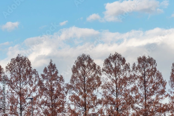 Obraz 琵琶湖の港と近江大橋たもとのメタセコイア　滋賀県大津市膳所城跡公園から