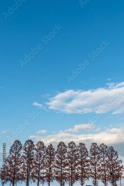 Obraz 琵琶湖の港と近江大橋たもとのメタセコイア　滋賀県大津市膳所城跡公園から