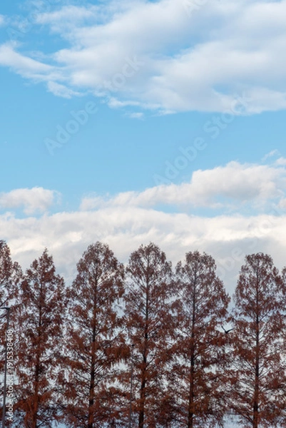 Obraz 琵琶湖の港と近江大橋たもとのメタセコイア　滋賀県大津市膳所城跡公園から