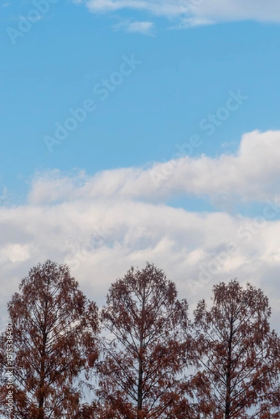 Obraz 琵琶湖の港と近江大橋たもとのメタセコイア　滋賀県大津市膳所城跡公園から