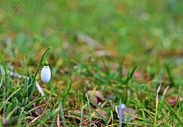 Obraz Schneeglöckchen