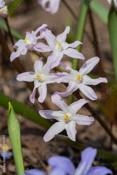 Obraz 春の庭に咲く紫色のチオノドクサ
